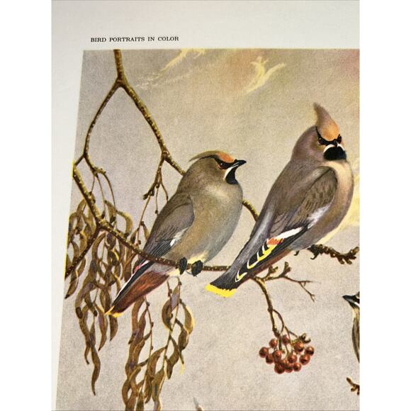 VTG Waxwing Bookplate Allan Brooks Lithograph Bird Portraits In Color - Picture 4 of 8